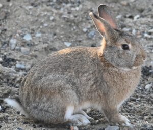 Korean Hare