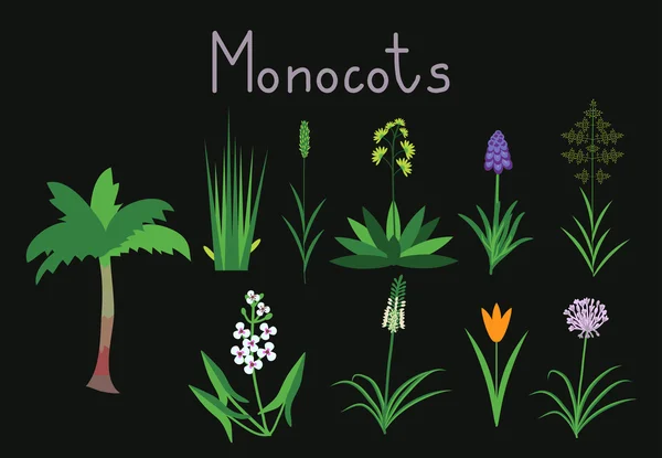 Various Types of Monocots