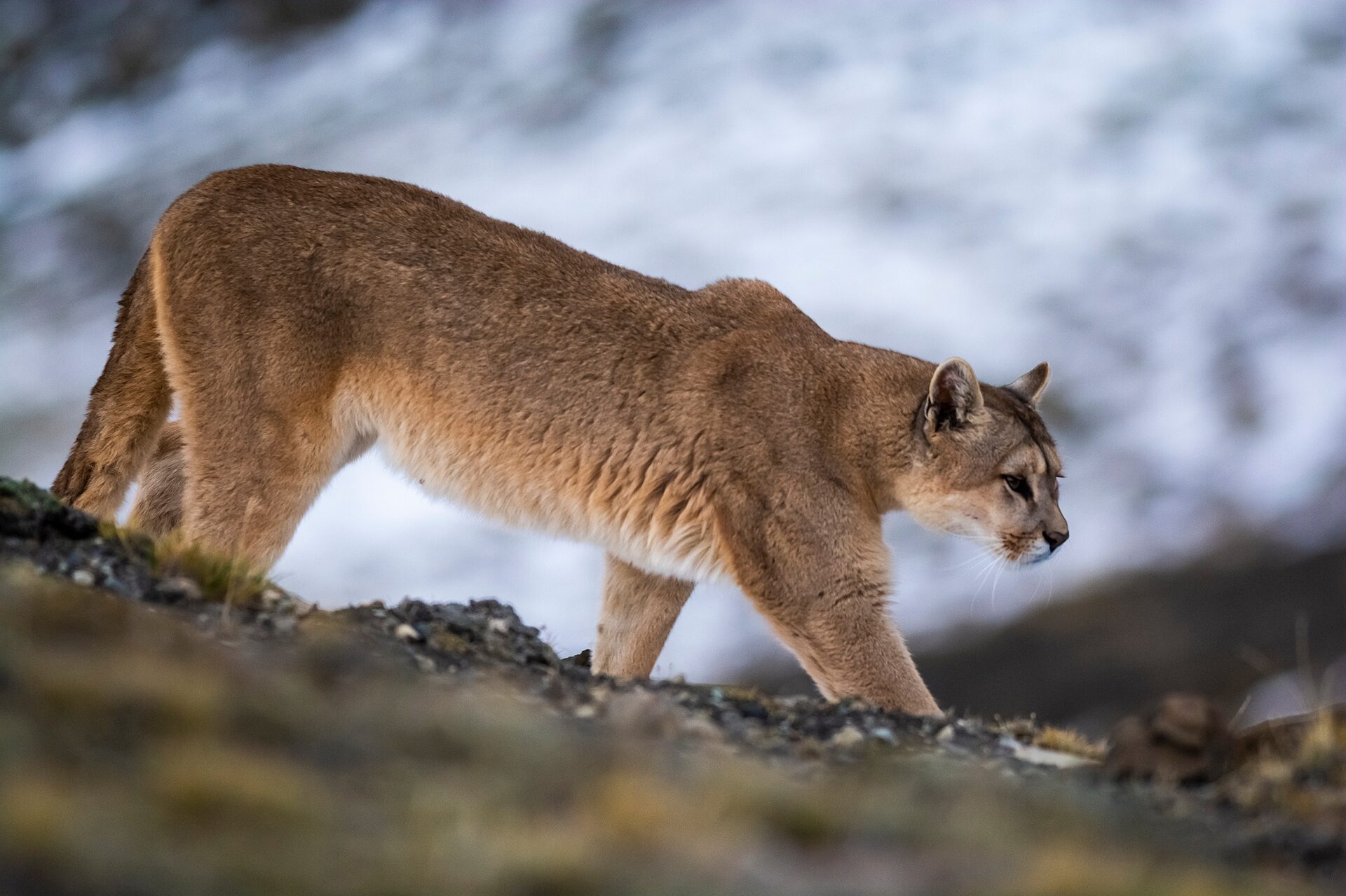 Puma,Walking,In,Mountain,Environment,,Torres,Del,Paine,National,Park